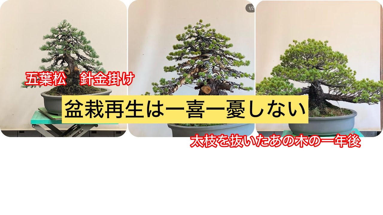 五葉松盆栽 針金掛け 古木再生は一喜一憂しない - YouTube