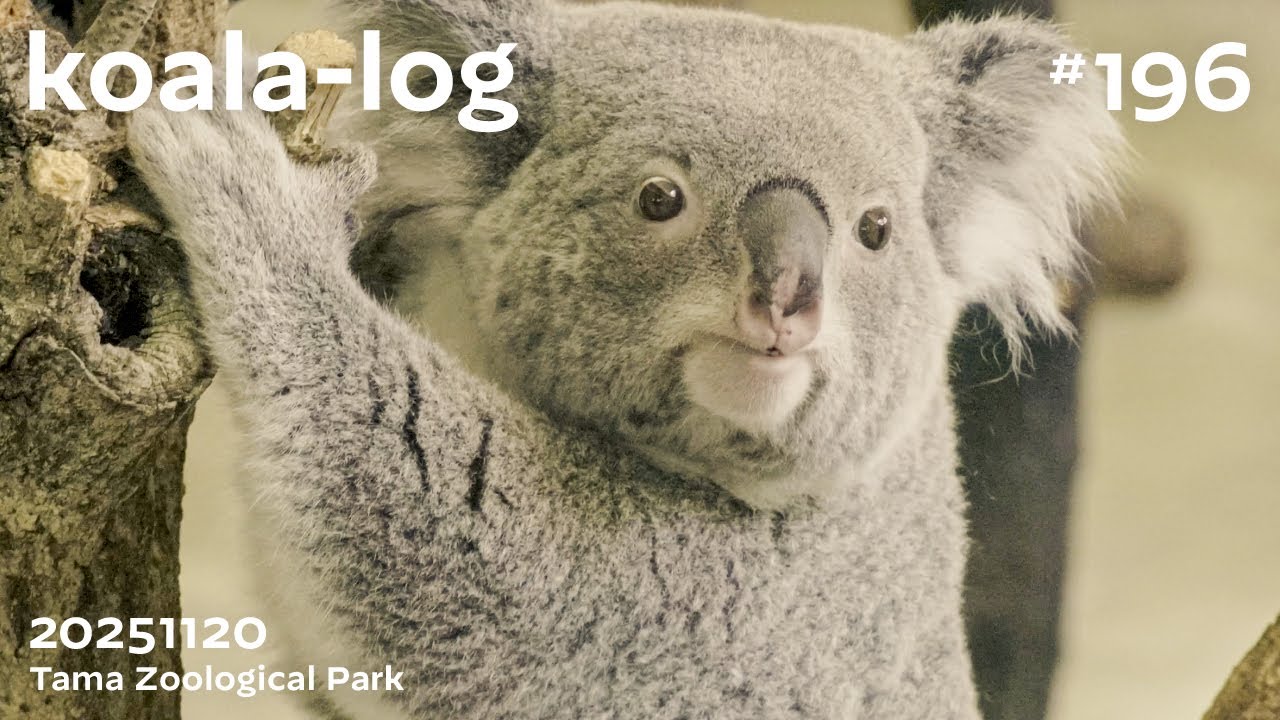 その他 THE KOALA: A Natural History その他 THE KOALA: A Natural