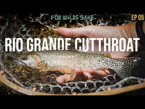 hqdefault.jpg?v=6285db20