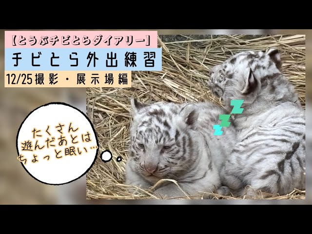 とうぶチビとらダイアリー】チビとら外出練習～12/25撮影・展示場編
