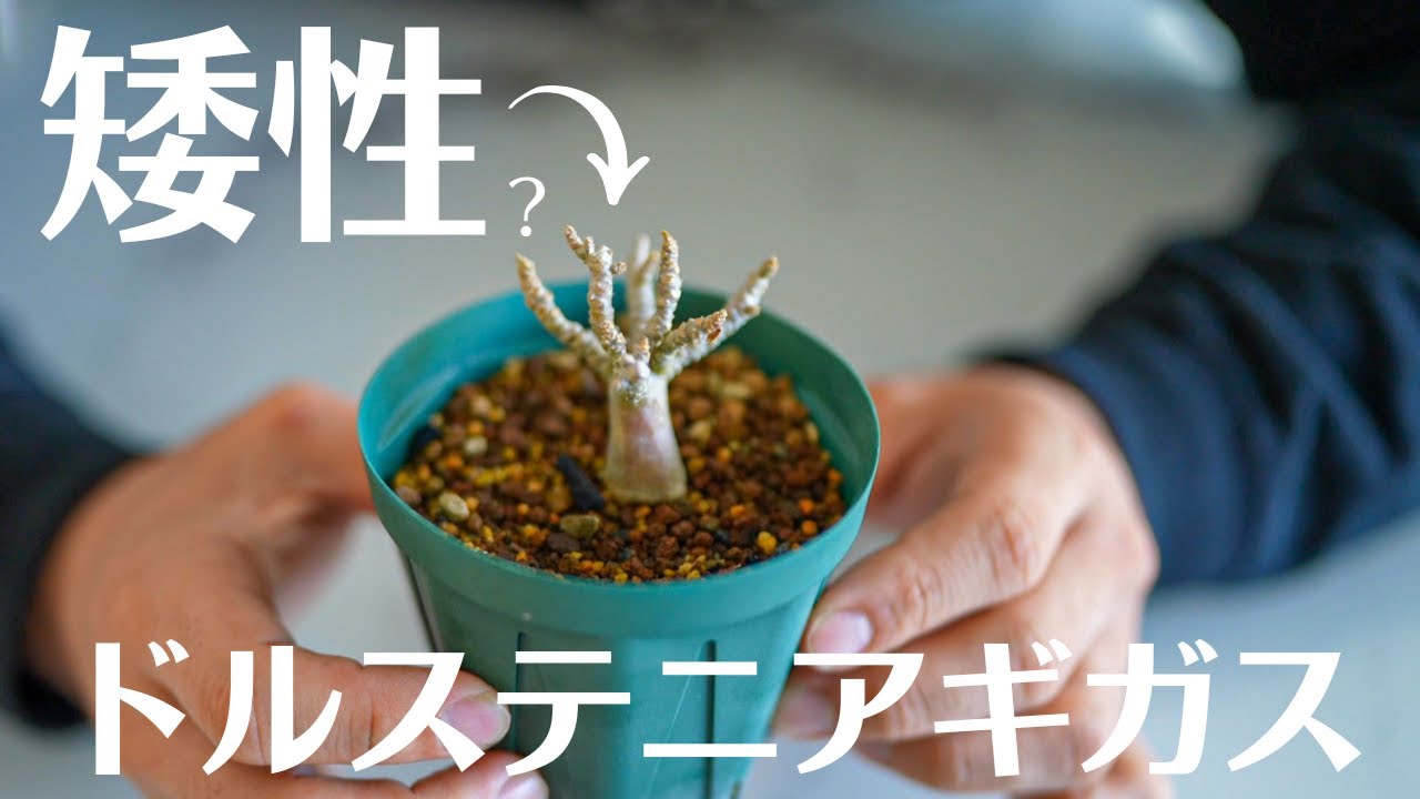 ドルステニアギガスの矮性が実生から生まれた？？ - YouTube