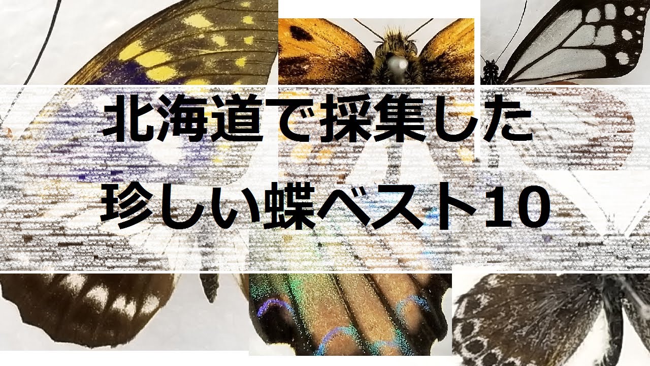 北海道で採集した珍しい蝶ベスト10 - YouTube