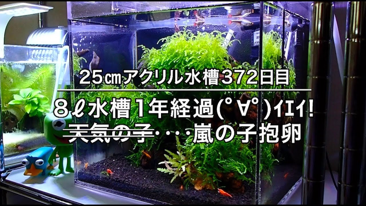 25cm水槽372日目：立ち上げ1年経過！ヤバかったけど(;´Д`) - YouTube