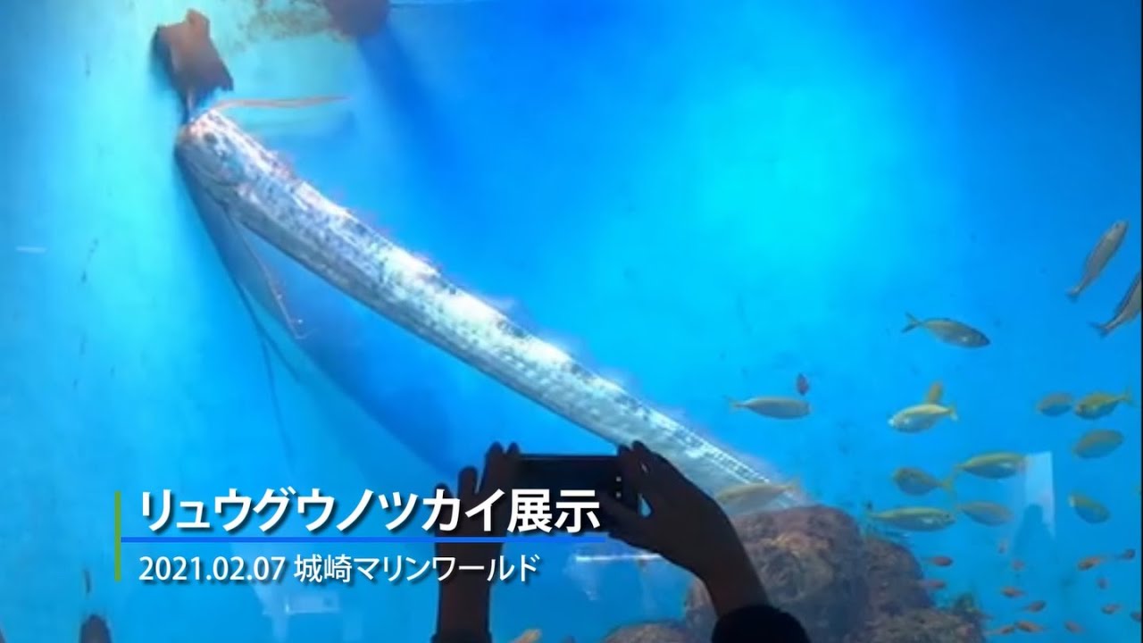 激レア深海魚「リュウグウノツカイ」を生きたまま展示…！水族館の動画