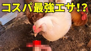 取り放題！】山で無料の極上エサがわんさか出てきた！？ 295話目 - YouTube