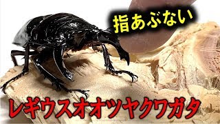 カブトムシ＋クワガタ レギウスオオツヤガタの産卵セット組んだら