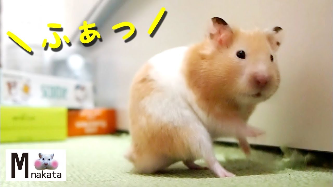 ハムスター】じわじわ笑えるちょっとマヌケな転び方!おもしろ可愛い