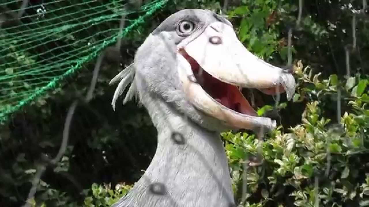 ハシビロコウの口の中、出ました(^^♪ - YouTube