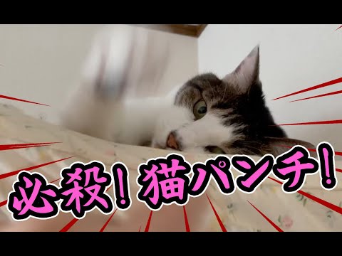 猫動画】必殺！猫パンチ！〜にゃんともパレード〜#150 - YouTube