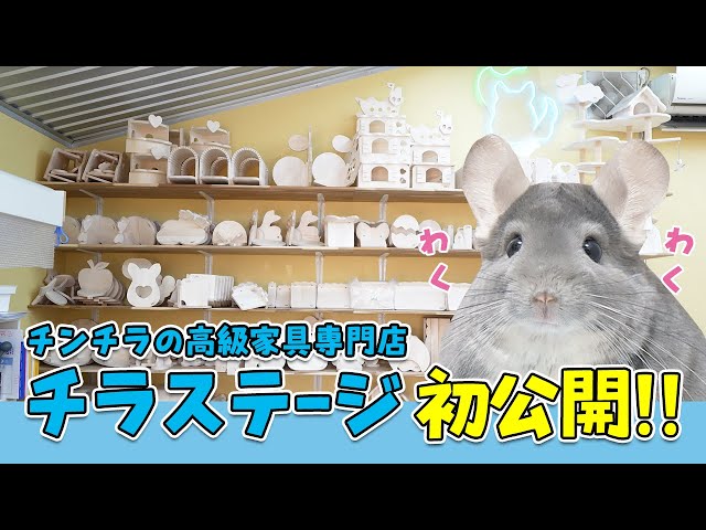 ロイヤルチンチラ おでかけチラカート＆トレーラー チラステージ