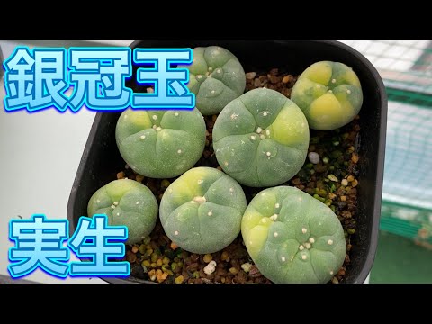 銀冠玉実生 Lophophora Williamsii var .decipiens - YouTube