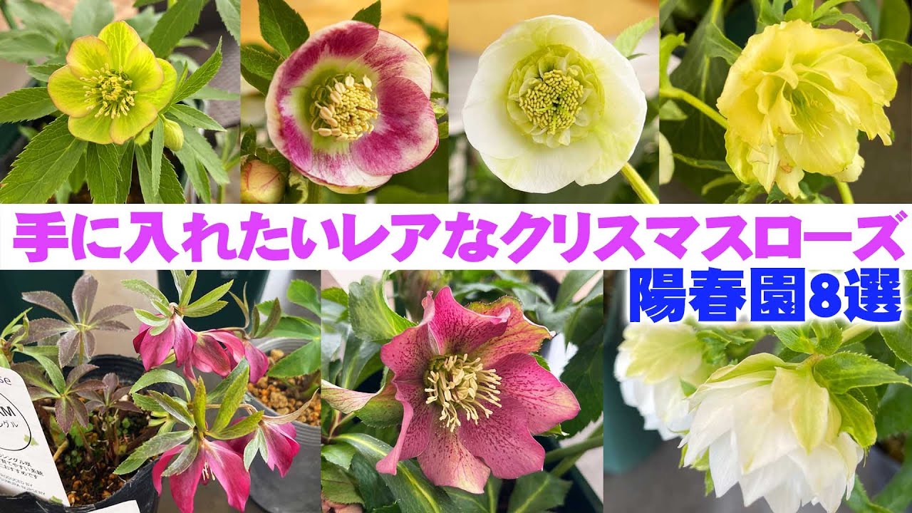 陽春園】クリスマスローズの貴重な品種は見つけたら即買いしよう【園芸