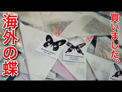 昆虫標本】紙に包まれた海外の綺麗なチョウを大量購入…！？ - YouTube