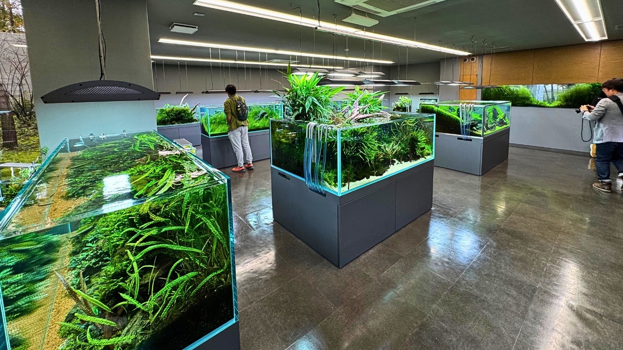 FULL TOUR OF THE ADA NATURE AQUARIUM GALLERY IN JAPAN! - YouTube