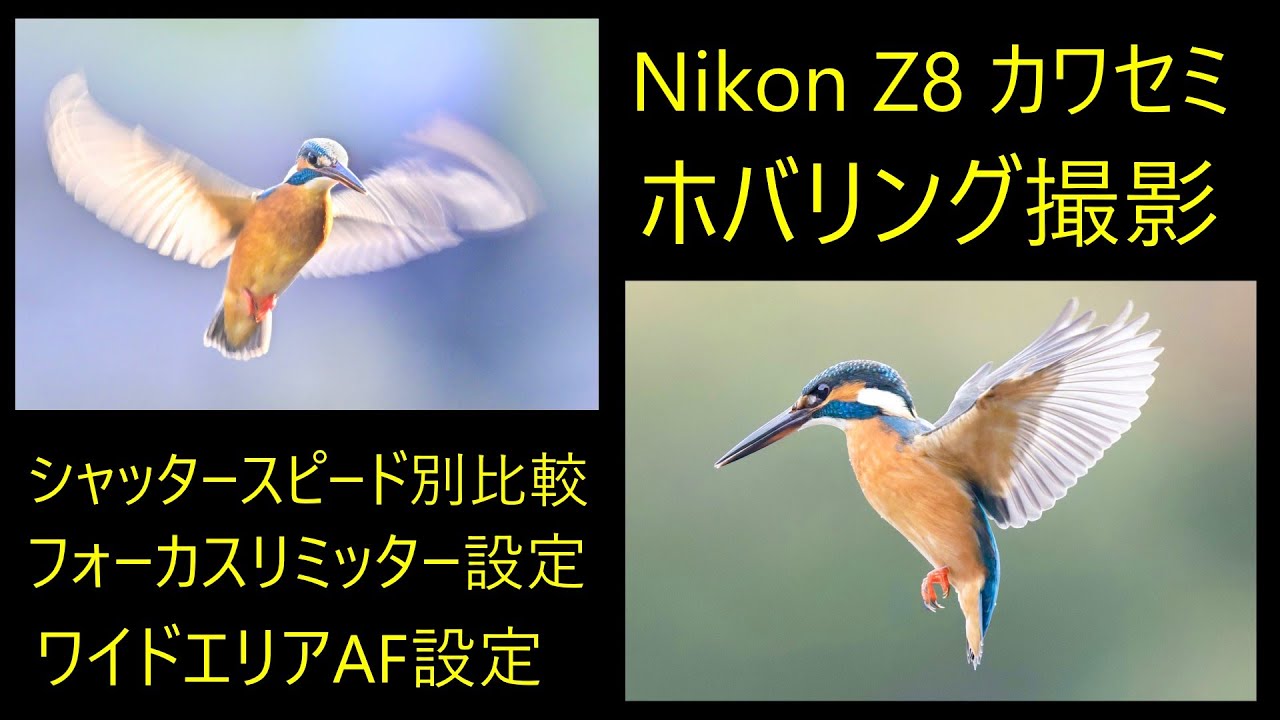 Nikon Z8 カワセミ ホバリング撮影 シャッタースピード別比較 - YouTube