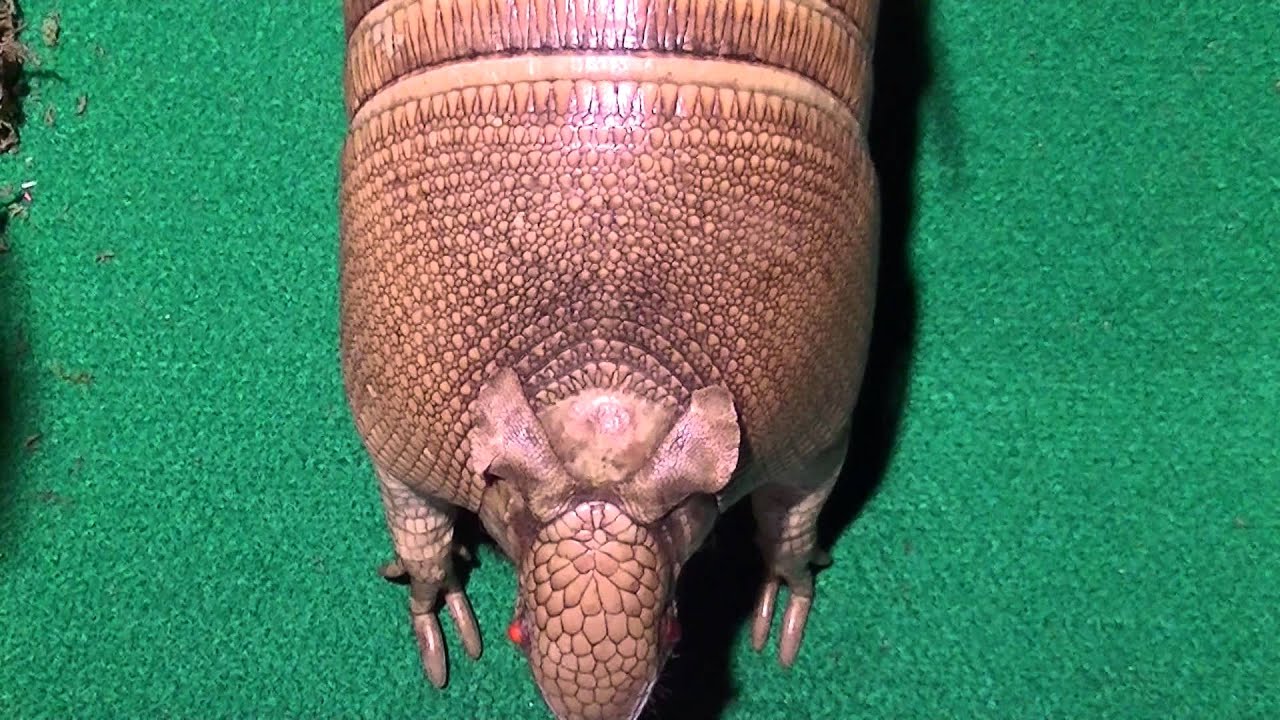 ココノオビアルマジロ 剥製 ワシントン条約 ・日本国内法（種の保存法