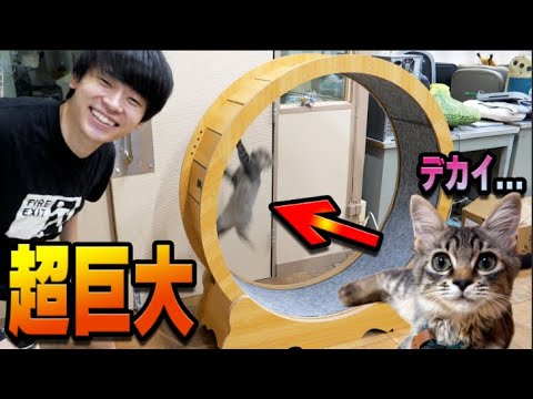 Tiny Kitten Tries a Human-Sized Cat Wheel… and It's Lovely! - YouTube