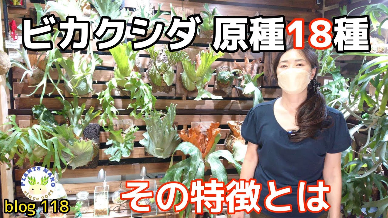 Answering your request💡] Explaining the original strains in my