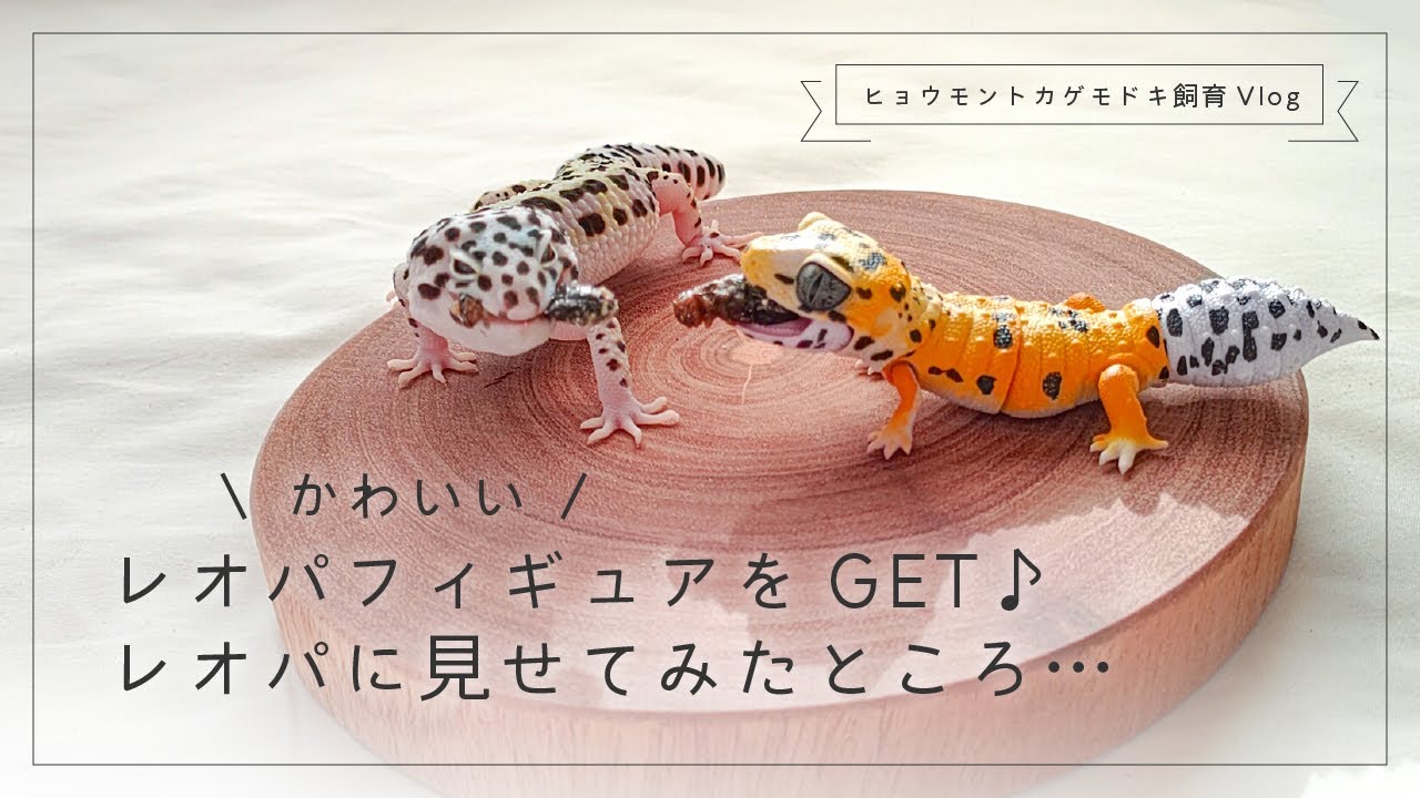 かわいいレオパフィギュアをGET♪レオパに見せてみたところ