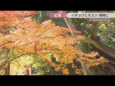 Experience the arrival of autumn at Okuboji Temple, where ginkgo