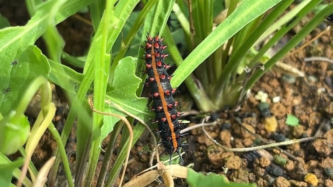 すみれの葉っぱとツマグロヒョウモンの幼虫たち - 横浜市天王森泉公園
