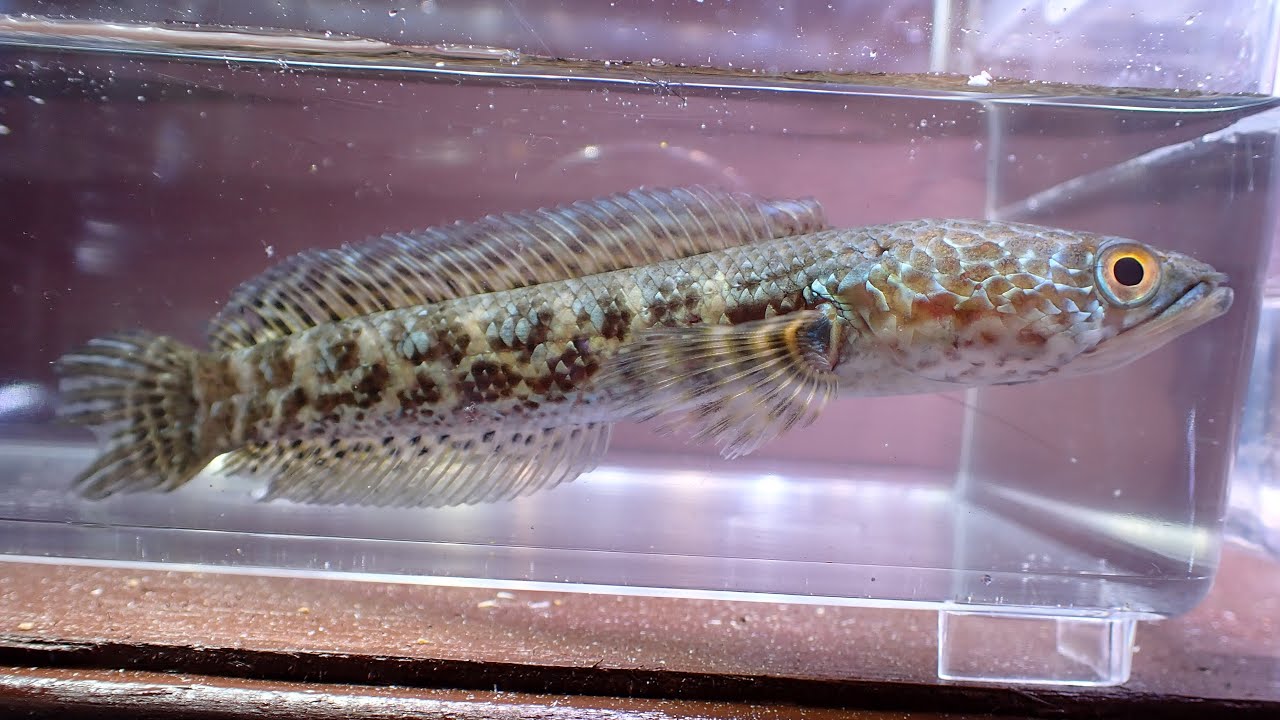 約10種類の店内にいるスネークヘッドすべて紹介します！！ - YouTube