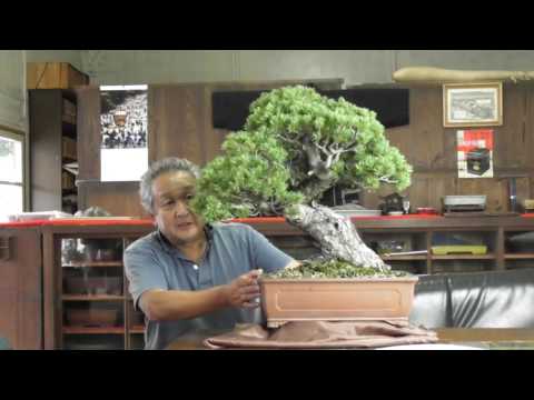 北関東盆栽組合【盆栽紹介】 五葉松 瑞祥 - YouTube