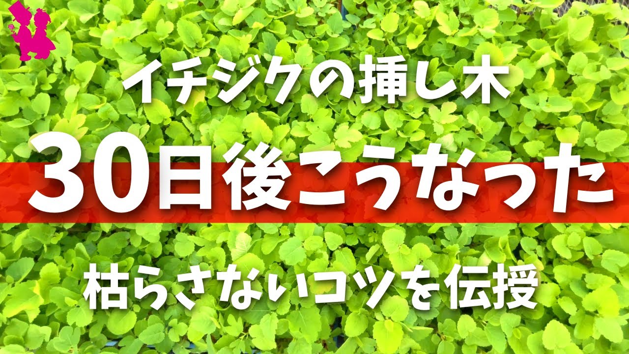 イチジク】挿し木してから1か月後はこんな状態になってます - YouTube