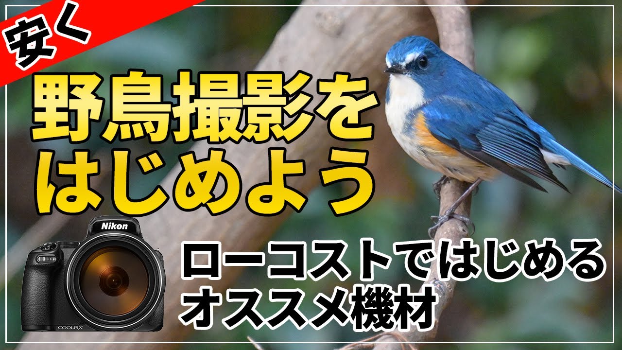 安く野鳥撮影しよう!】野鳥初心者にオススメのカメラ Nikon COOLPIX