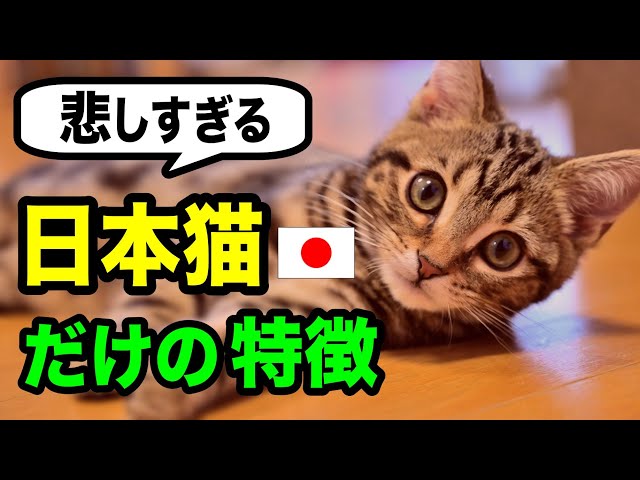 A veterinarian explains the sad history of Japanese cats [The