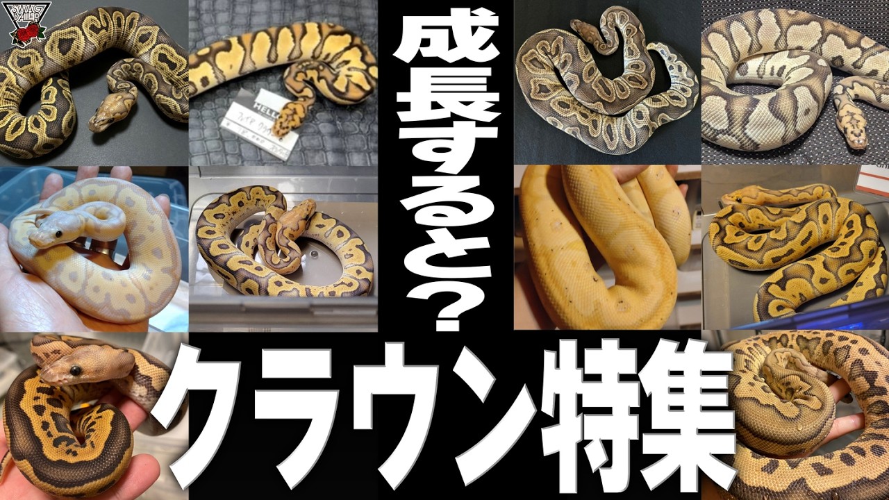 What color will they grow into? Real customer testimonials and