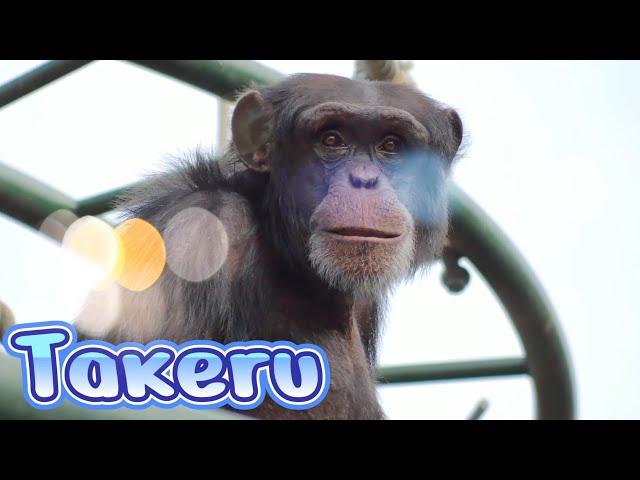 Rest in peace Takeru🌈 Asahiyama Zoo Chimpanzee 202404 - YouTube