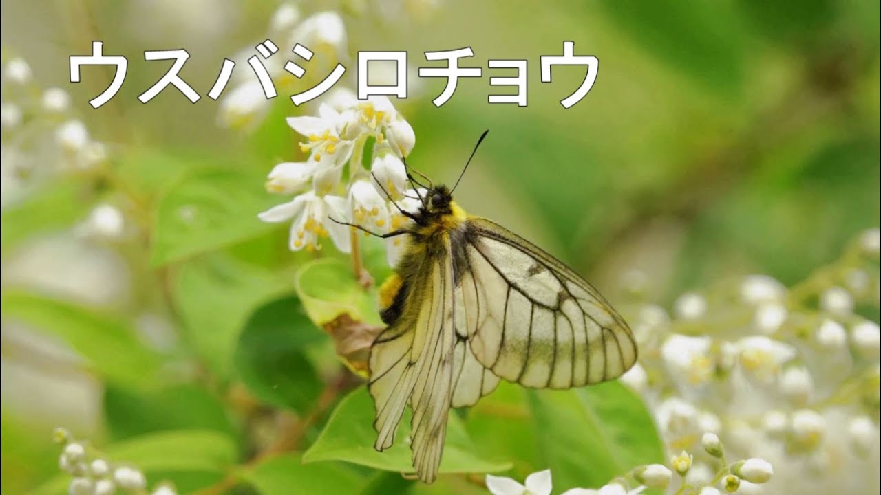 ウスバシロチョウ - YouTube