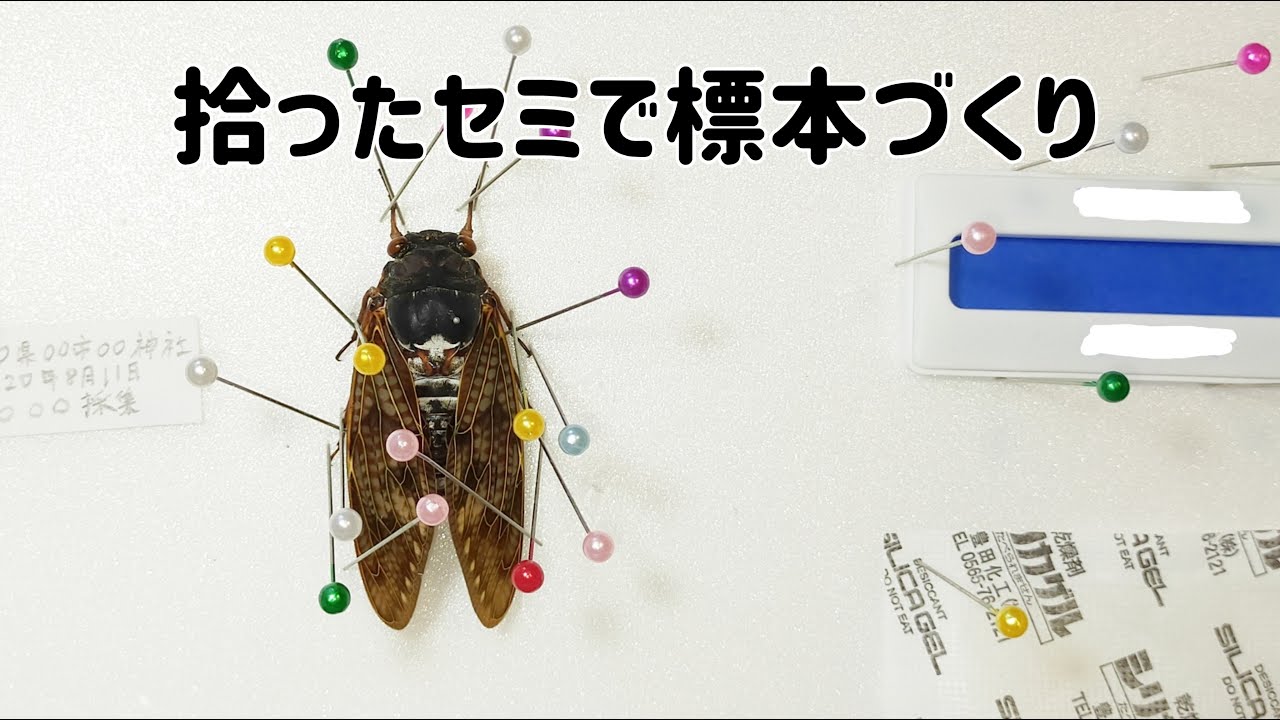 拾ったセミで標本作り！How to Make Specimens of Cicadas? - YouTube