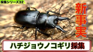 ハチジョウノコギリクワガタ 野外標本 ハチジョウノコギリクワガタ