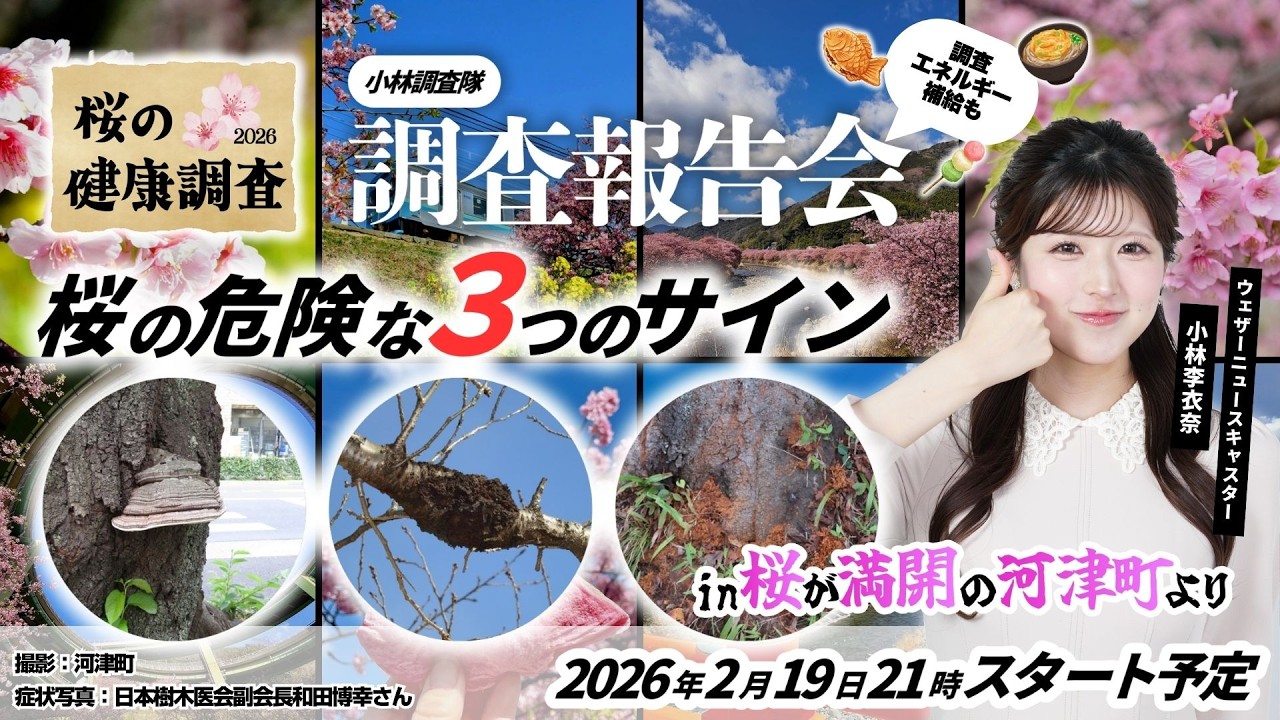 桜企画2026】綺麗な桜に潜む「3つの危険なサイン」とは？🌸満開の河津