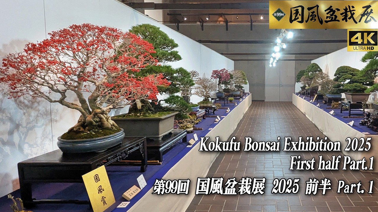 99th Kokufu Bonsai Exhibition 2025 First half Part.1 ~国風盆栽展