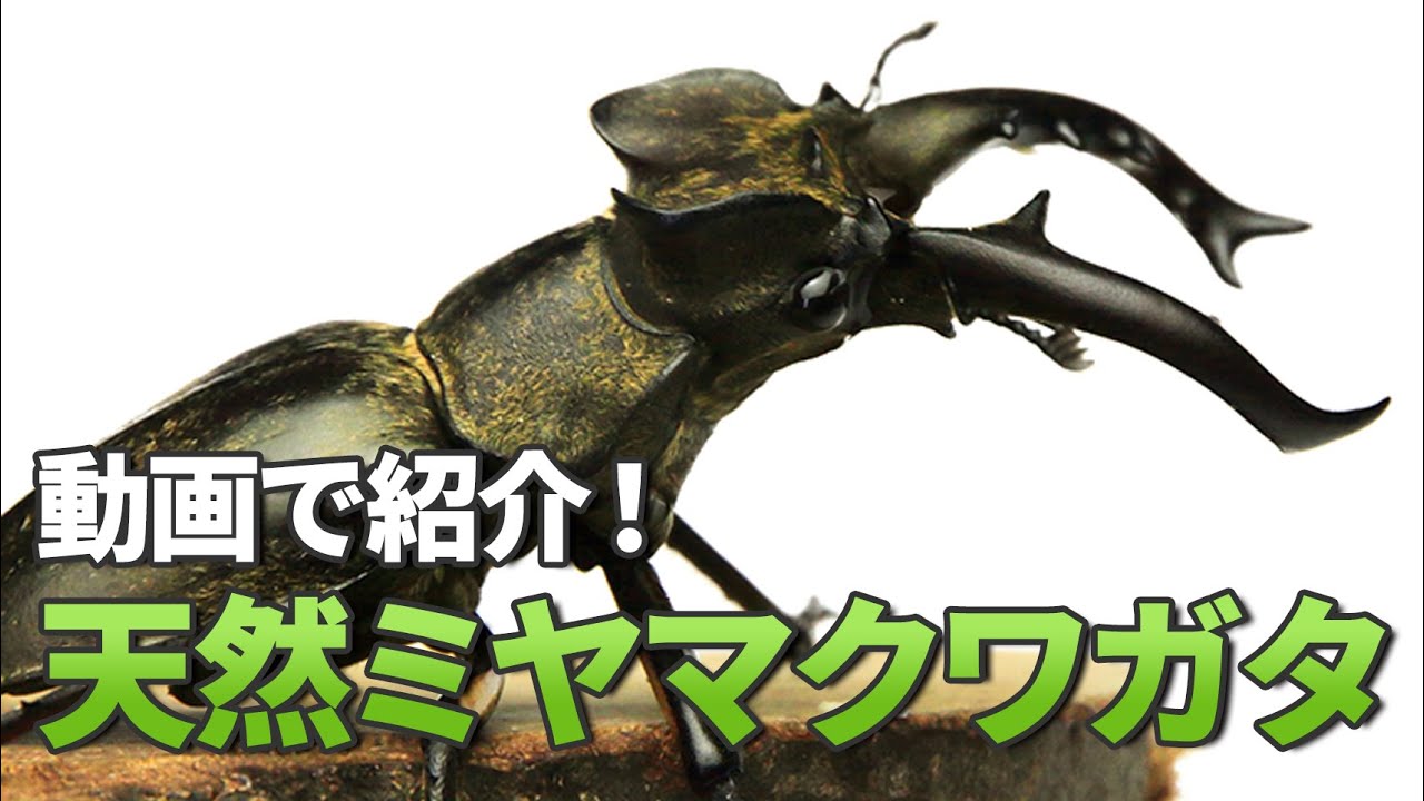 ≪大型！≫ 天然ミヤマクワガタ 東北産 WD オス65mmUP・メス