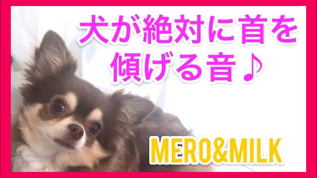 音量注意】話題の犬が首を傾げる音♪に挑戦してみたよ！【癒し系ペット