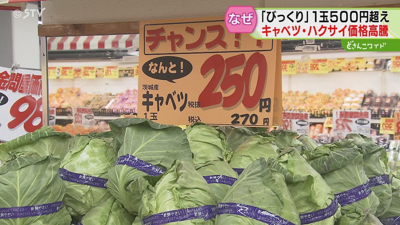 マチ中華も苦悩…白菜・キャベツが高い！スーパーでも嘆息あちこち 平年