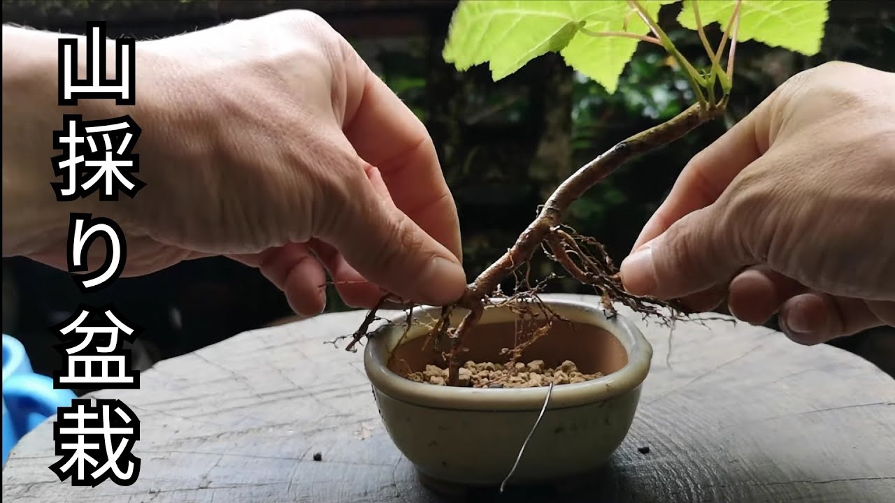 Bonsai diary/盆栽日記 ＃89「深山からミニ盆栽素材を山採り」素材