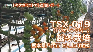ミニトマト 【TSX-019TYオレンジミニトマト】 黄化葉巻病耐病性