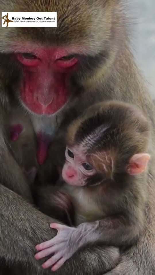 生後3日 ペッパーミル 赤ちゃん猿 / Day 3 of Life: Adorable Baby