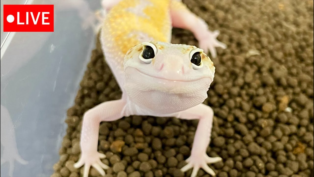 メンテLIVE】レオパ・ニシアフ・ボールパイソン【2022_No.40】同時接続