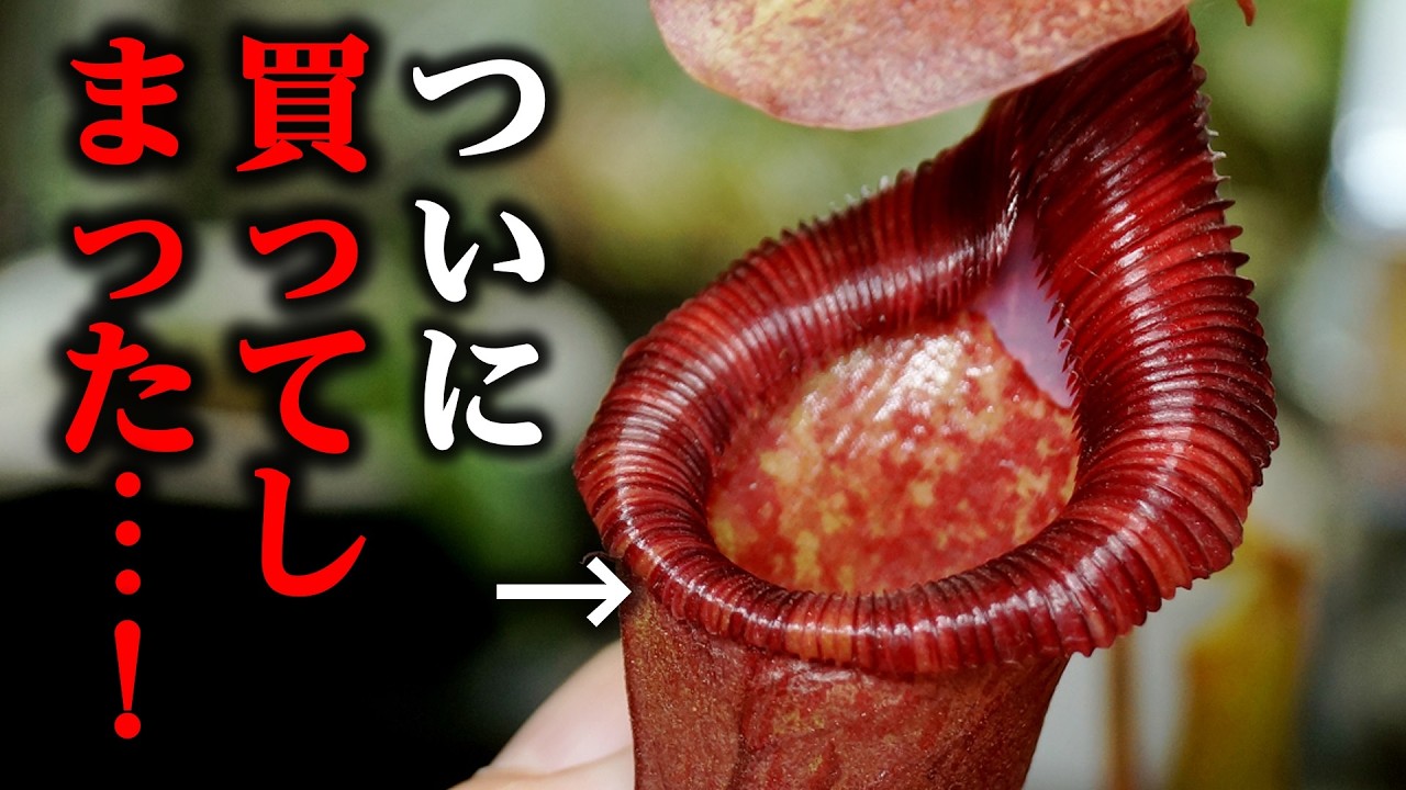 ダーリングトニアが復活しました！ | BOTANICAL HEARTS ~植物で心に癒