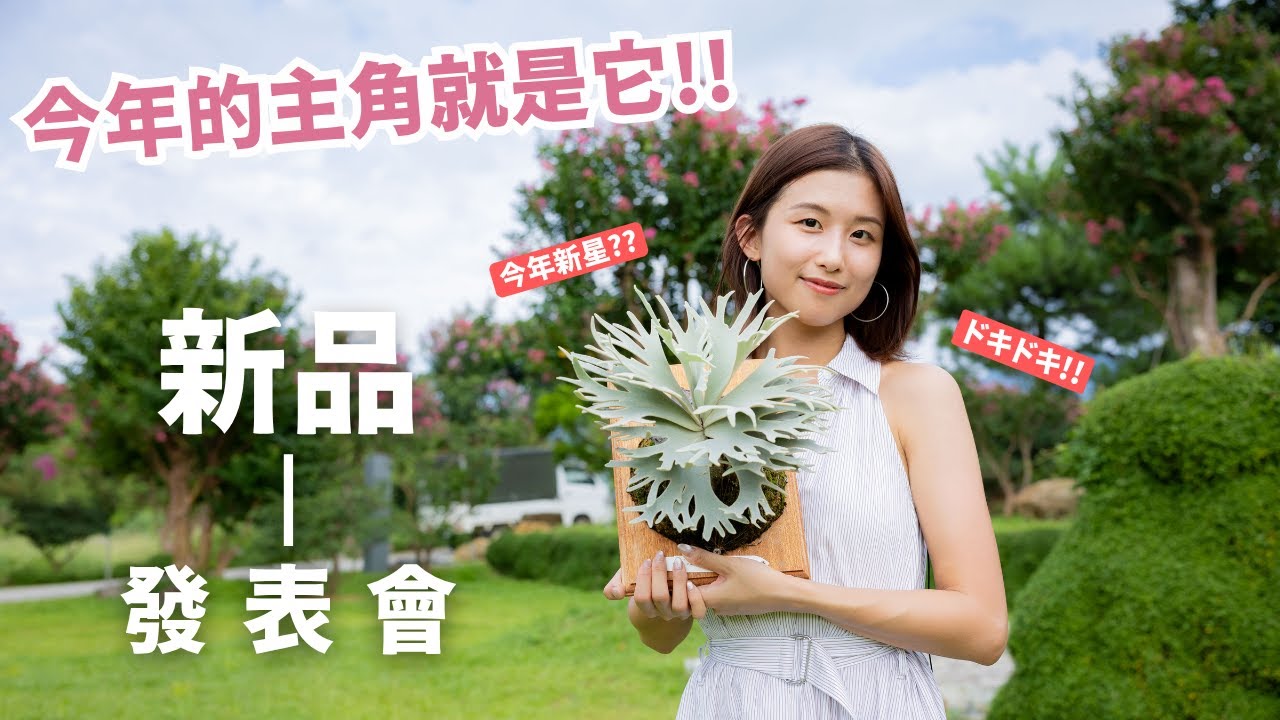 晴花鹿苑-鹿角蕨特輯】2025絕美新品Lunella 大曝光! Our New Star in