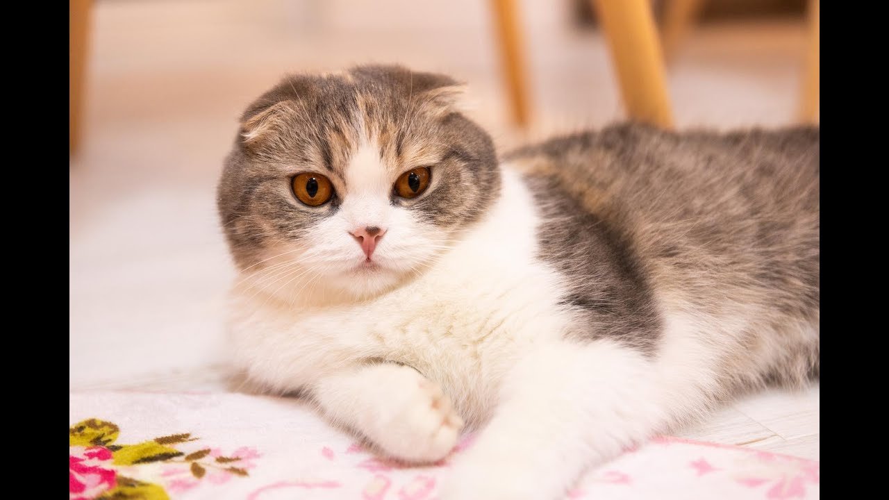 猫さがし【A Building Full of Cats 2】 - YouTube