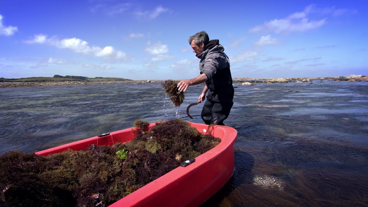 フィトメール シフォリア ラディアンス イドラ コンフォーティング