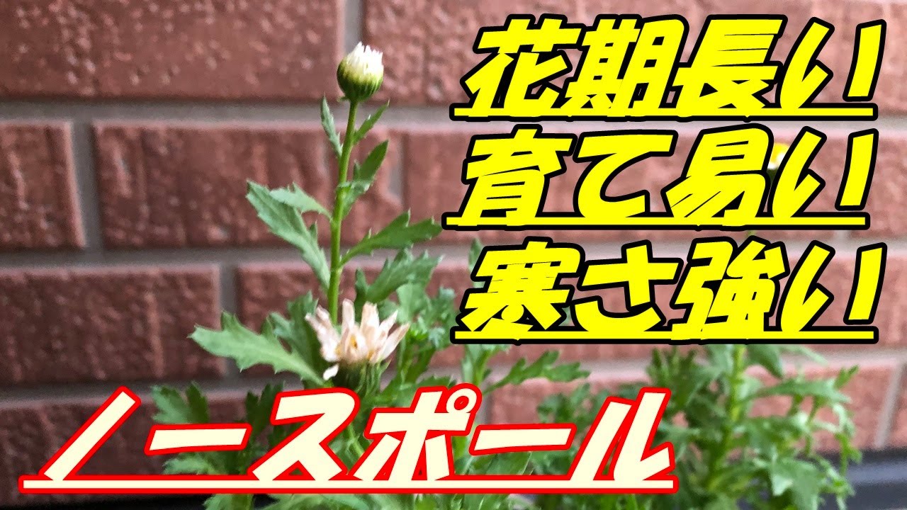 花】ノースポールの育て方・植え付け - YouTube