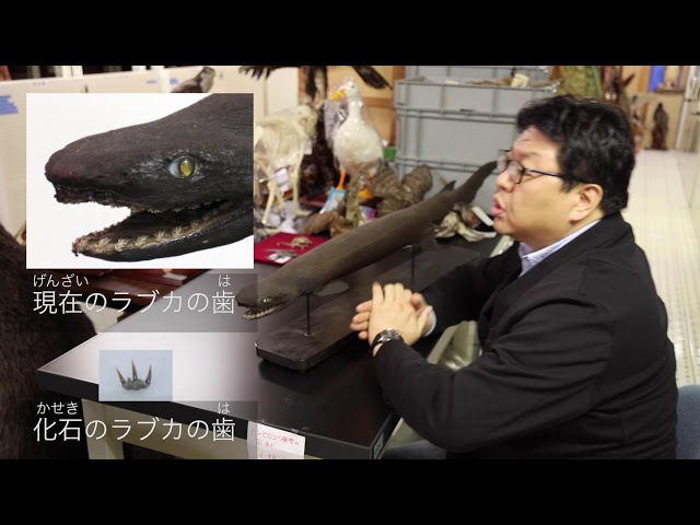 群馬県立自然史博物館の標本たち「化石」｜自然史博物館｜群馬県 - YouTube